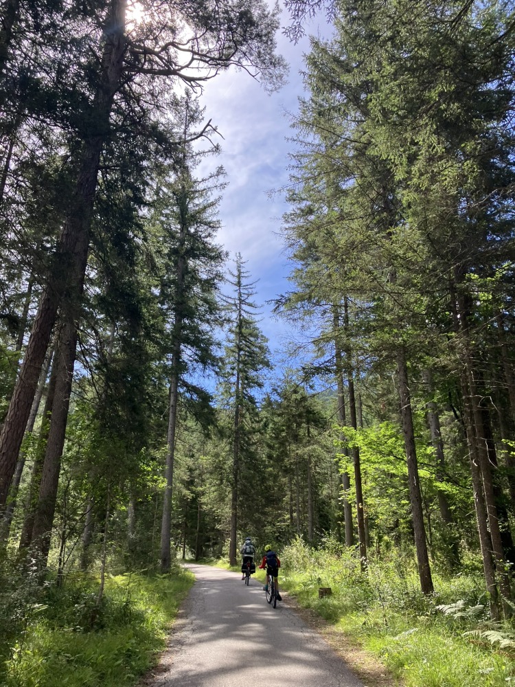 family cycling routes in Austria & italy: Bea's children cycling through tall woodland, seen from behind