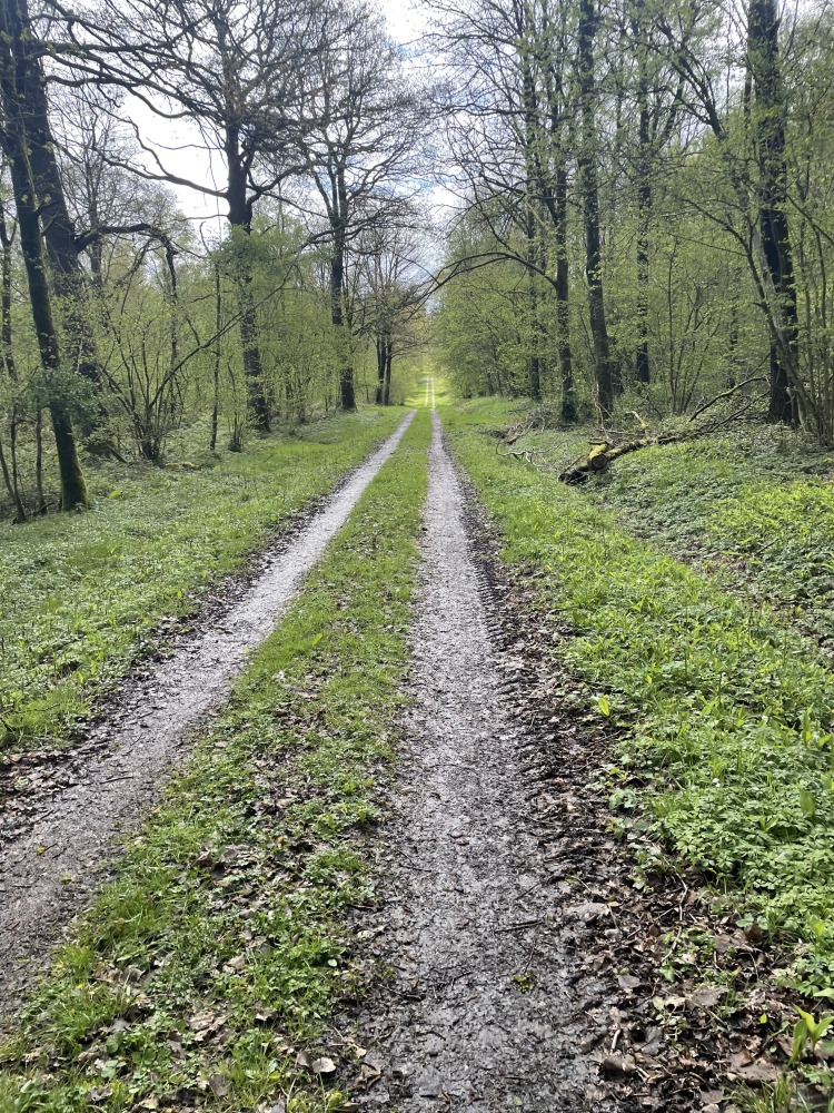 Sahir's cycle touring photos: A slightly muddy gravel path with grass up the middle, going through some woodland