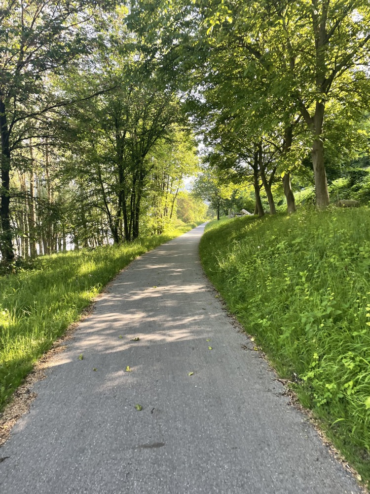 Sahir's cycle touring photos: A gravel path going through some trees with dappled sunlight
