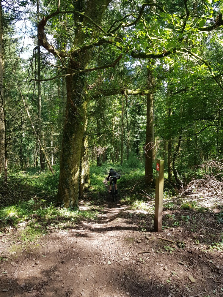 A boy seen from behind disappearing into a shady woodland trail on his mountain bike, with a red trail marker in the foreground