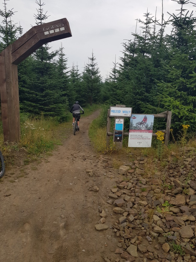 A boy seen from behind, riding down a blue track at Bike Park Wales, surrounded by pine trees