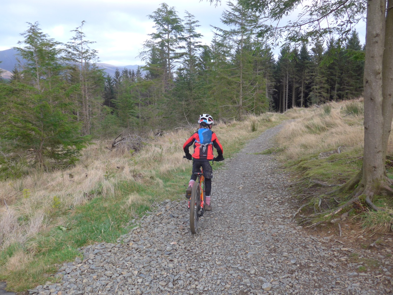 A boy seen from behind riding his mountain bike on a gravel path through a pine forest